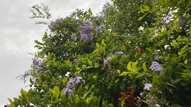 云柯庄园临沧茶山