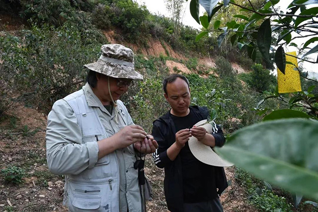 云柯庄园临沧茶山