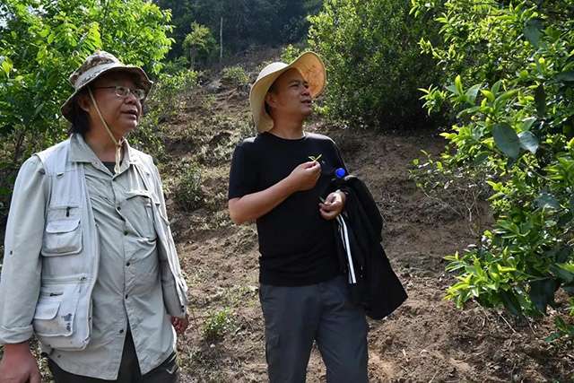 云柯庄园临沧茶山