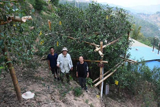 云柯庄园临沧茶山