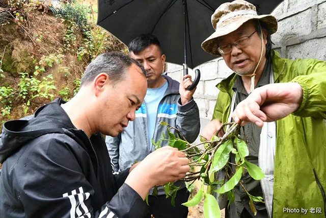 云柯庄园临沧茶山