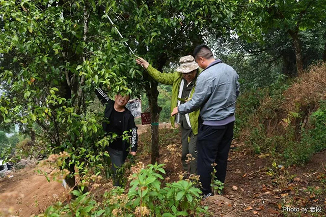 云柯庄园临沧茶山