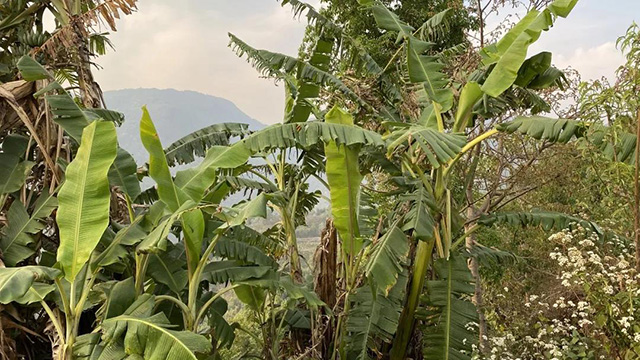 云柯庄园普洱茶山