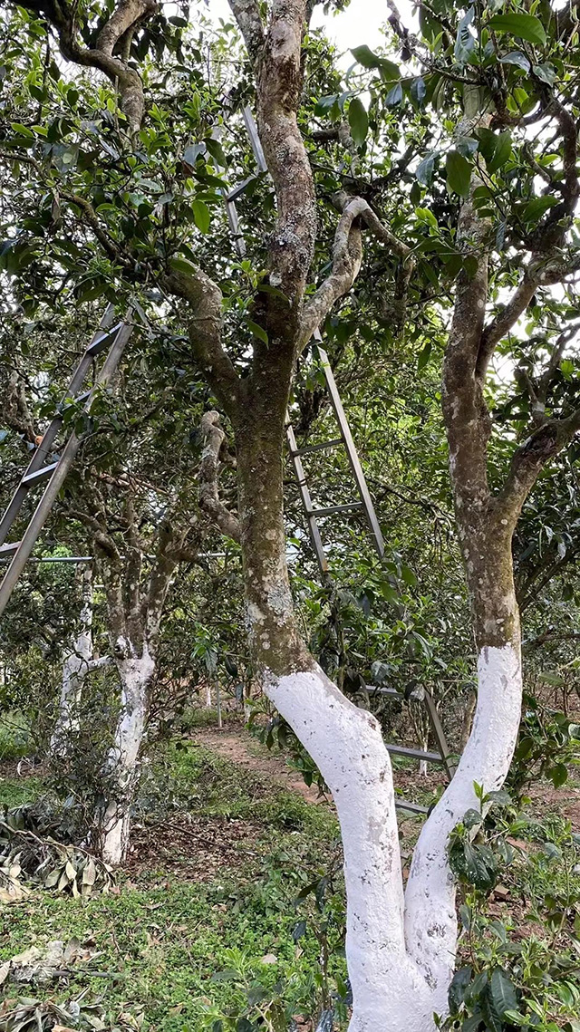 云柯庄园普洱茶山