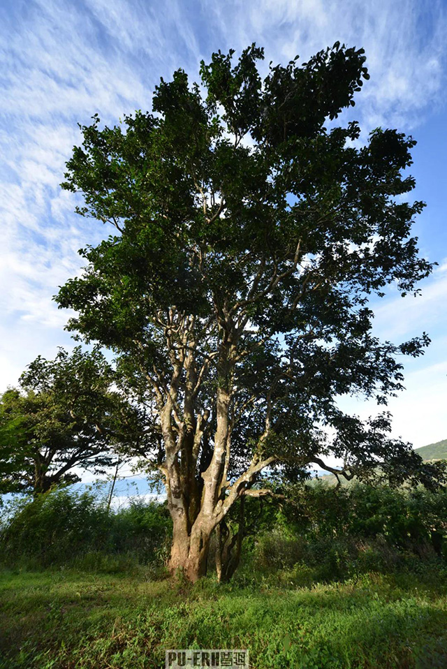 世界上第一棵过渡型古茶树邦崴古茶树