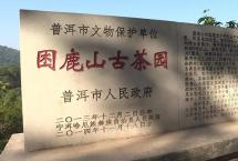 困鹿山“细叶皇后”开采100克干茶拍卖价10万余元