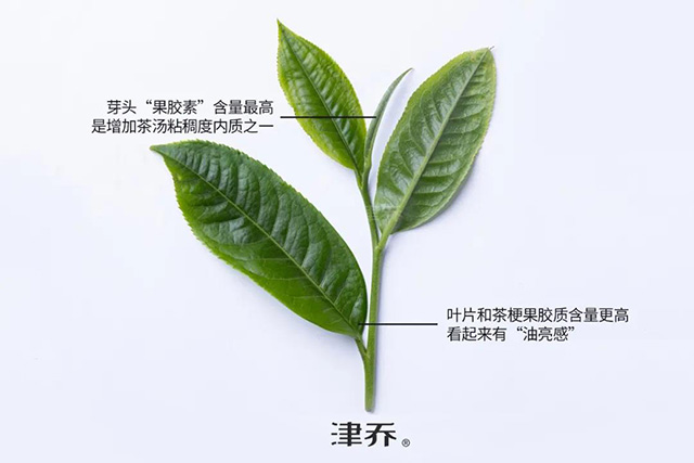 普洱茶外形