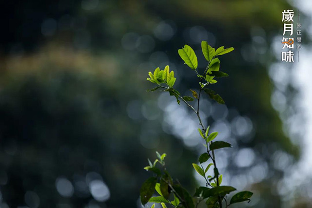 岁月知味蛮砖普洱茶