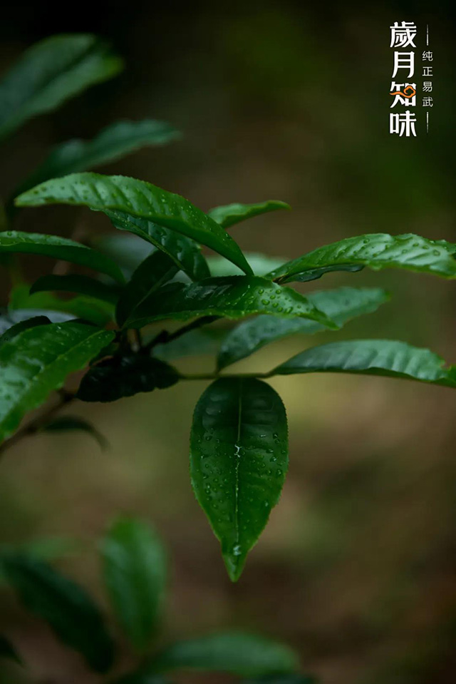 岁月知味蛮砖普洱茶