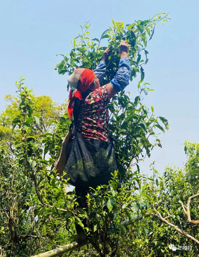 芒嘎拉古茶2021年春茶