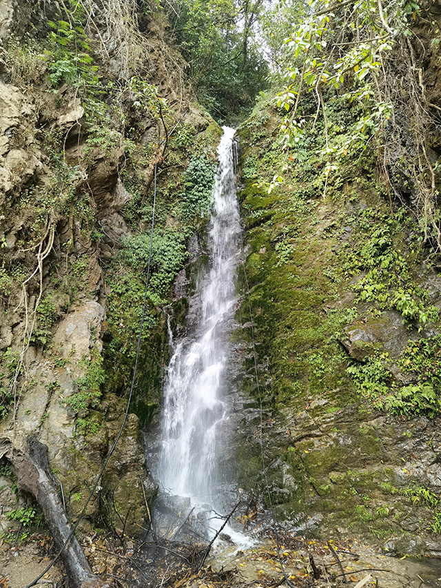 黄草坝古茶山