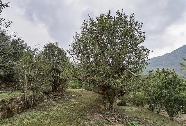 黄草坝古茶山