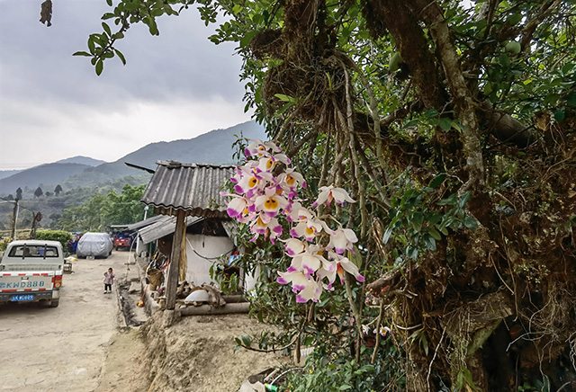 黄草坝古茶山