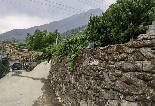 黄草坝古茶山