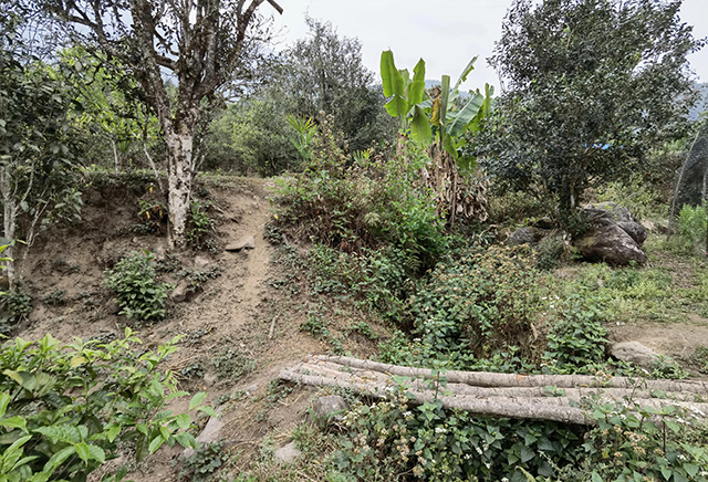 黄草坝古茶山