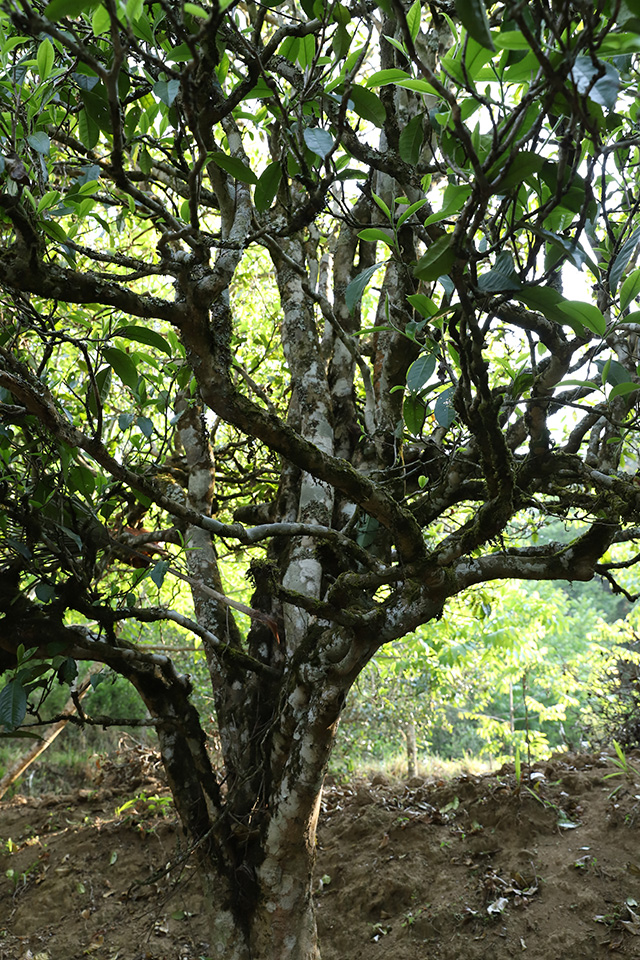 勐麻河古茶树