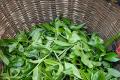 茶行业非遗传承人将入编《中华茶人集》