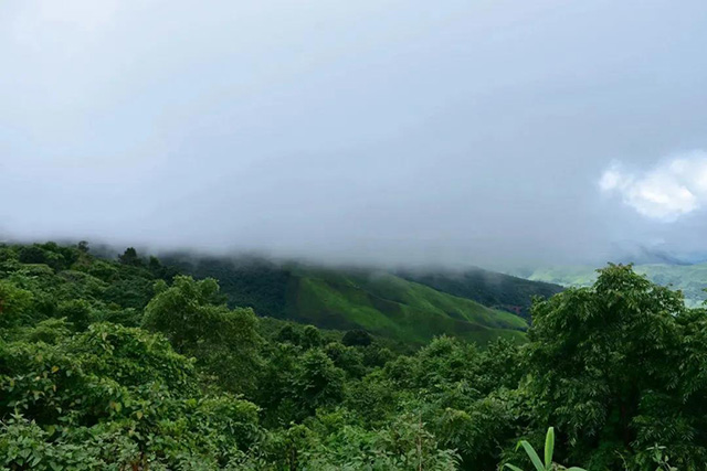 詹英佩普洱茶原产地西双版纳