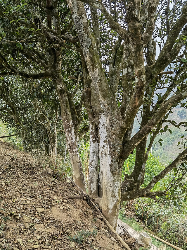 老包说茶镇沅县茶山箐