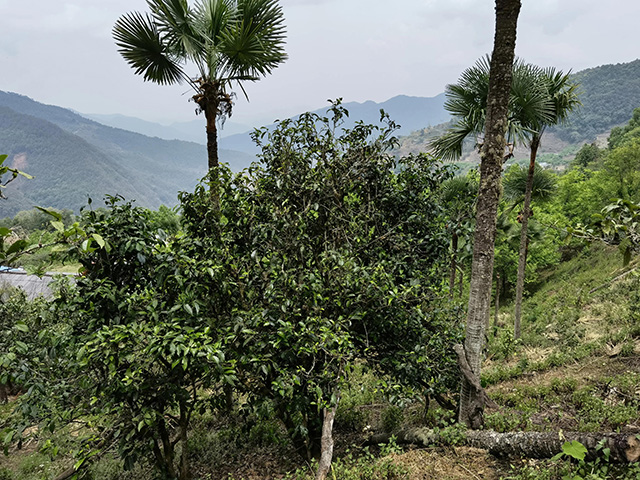 老包说茶镇沅县茶山箐