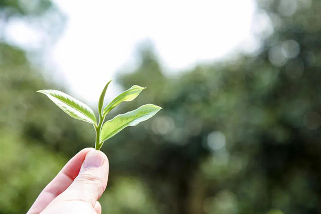 六大茶山限量版班章普洱茶