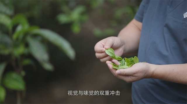 岁月知味易武茶