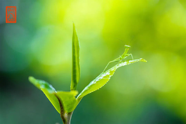 福元昌茶王树微小产区系列普洱茶