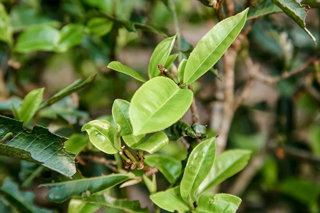 六山殿堂级红茶