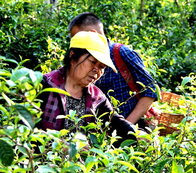 古树茶采摘