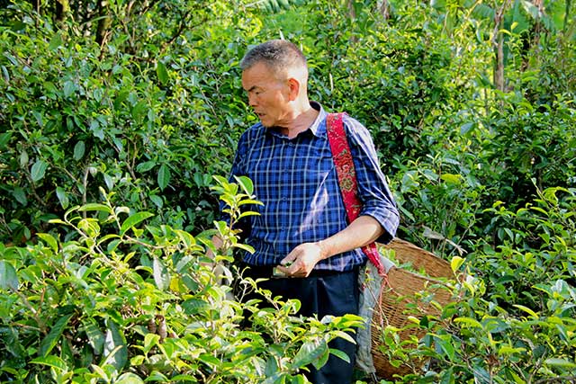 古树茶采摘