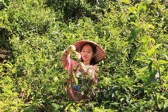 古树茶采摘