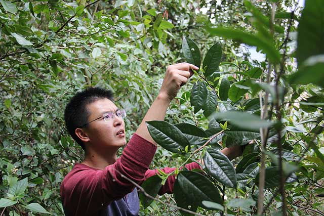 古树茶采摘