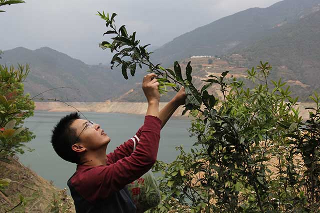 古树茶采摘
