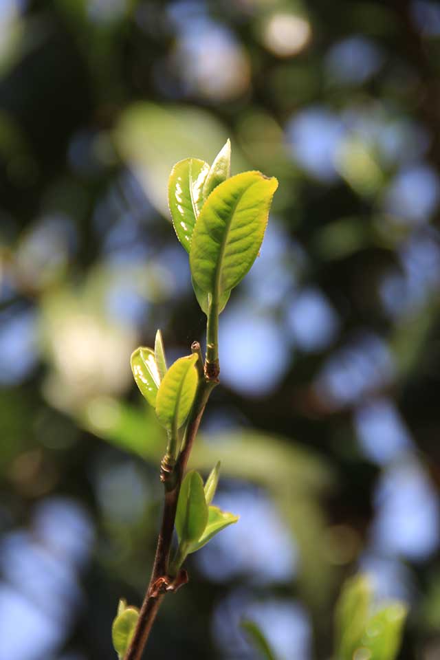 古树茶采摘