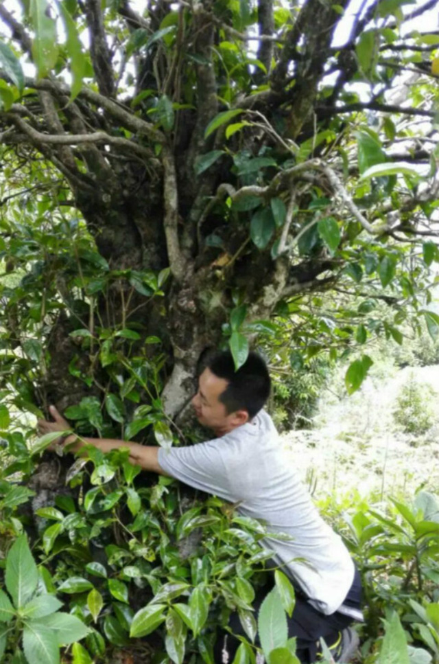 余世刚和他的古茶树