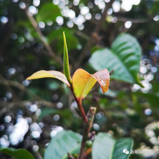 国艳普洱紫芽茶