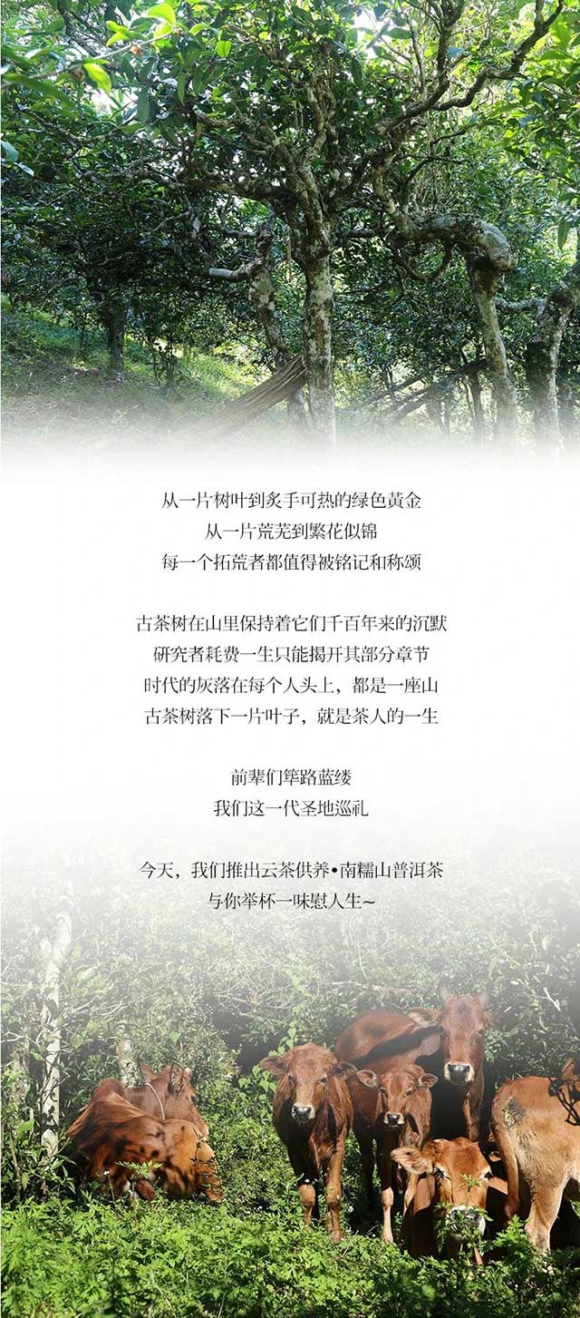 南糯山普洱茶