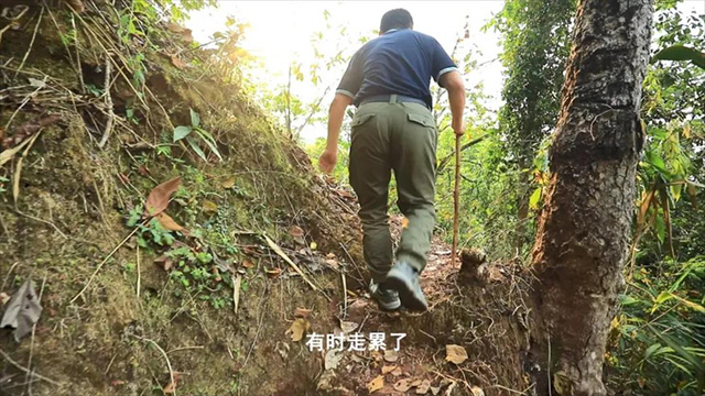 岁月知味贡茶荣耀普洱茶