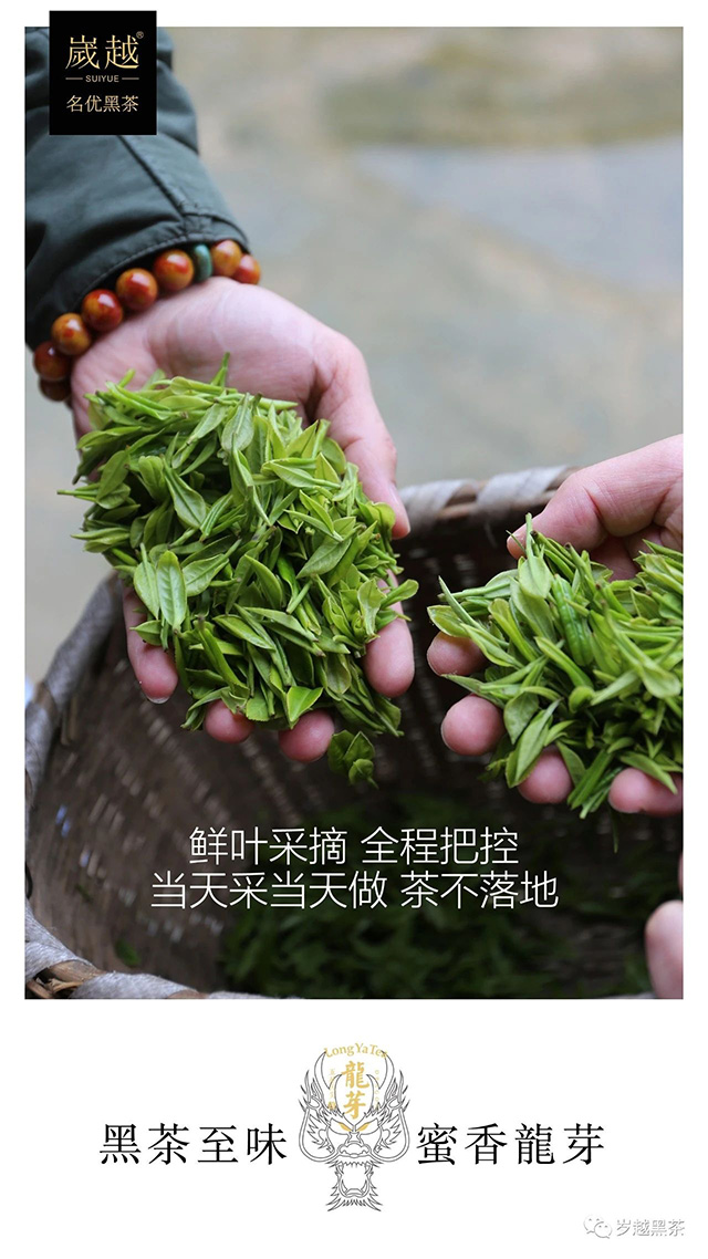 岁越黑茶