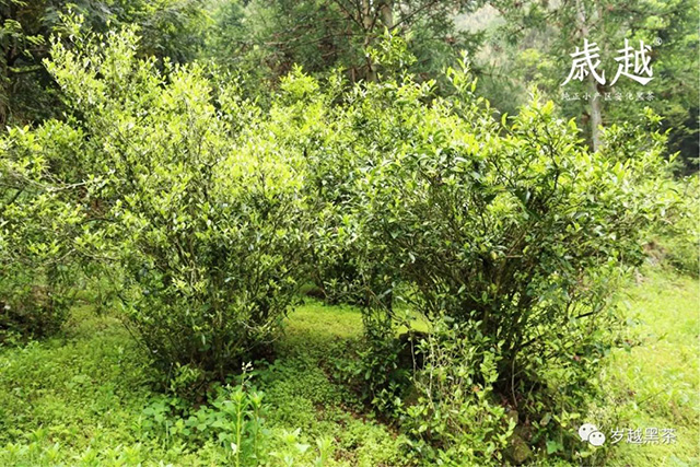 岁越黑茶云台芽砖荒野茶