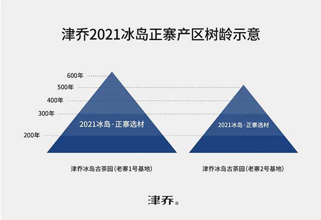 津乔冰岛正寨普洱茶