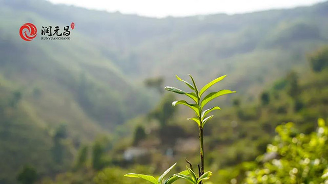 润元昌冰岛古树茶