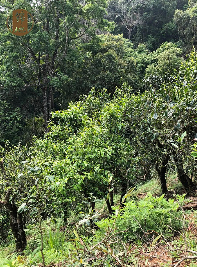 锦地茶业沈忠华