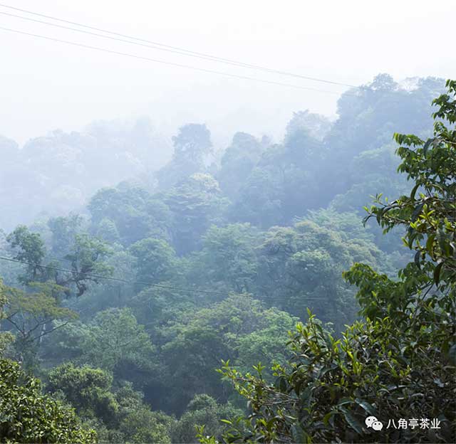 八角亭班章大树新标杆深山野韵