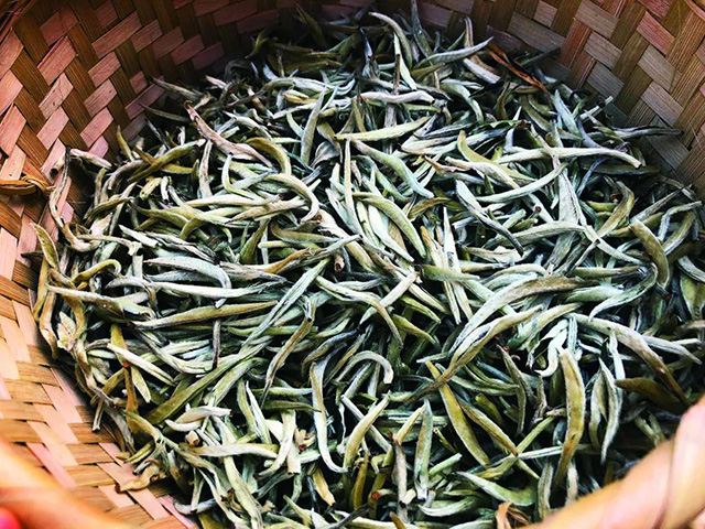 景谷茶