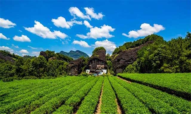 武夷岩茶主产区马头岩彭善安摄