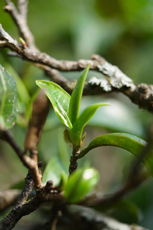 津乔普洱古树茶