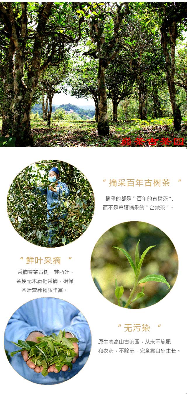 巅茶2021天脉标准版熟茶标准产品