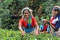 普洱杂志：斯里兰卡，红茶仙踪
