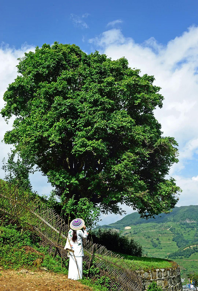 凤庆香竹箐茶树王李晓萍